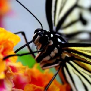 Butterflies House & Co.