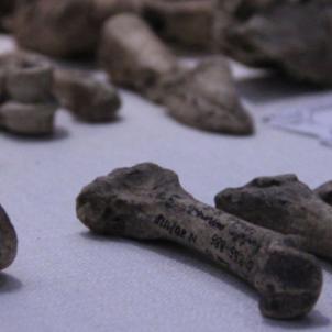 Luigi Fantini Archaeological Museum